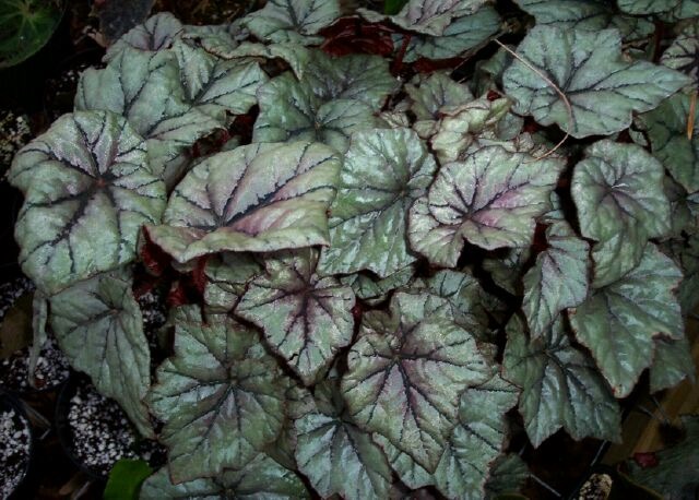 B. ‘Dewdrop’